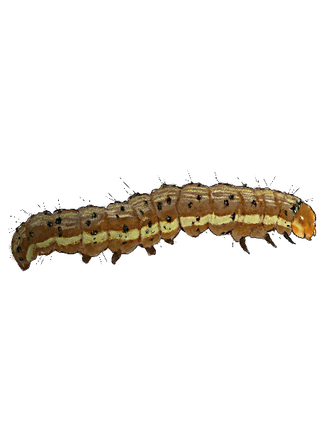 Tobacco budworm, Eggs (E9781) - Frontier Agricultural Sciences