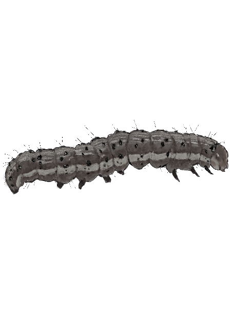 Spade Tip Entomology Tweezers – Little Caterpillar Art